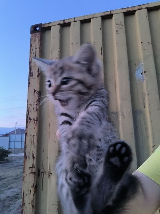 Котята в добрые руки