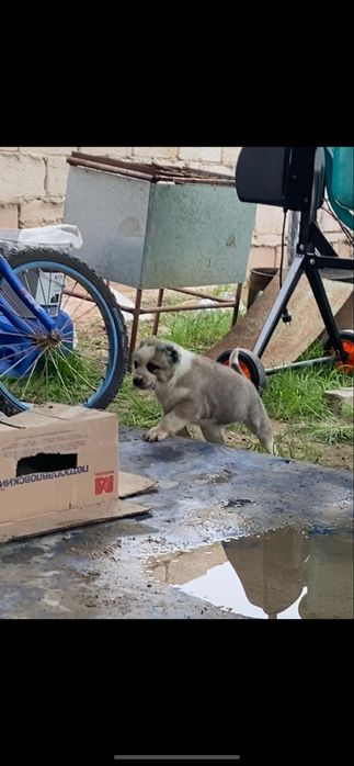 Алабай сатылады бағасы келісеміз