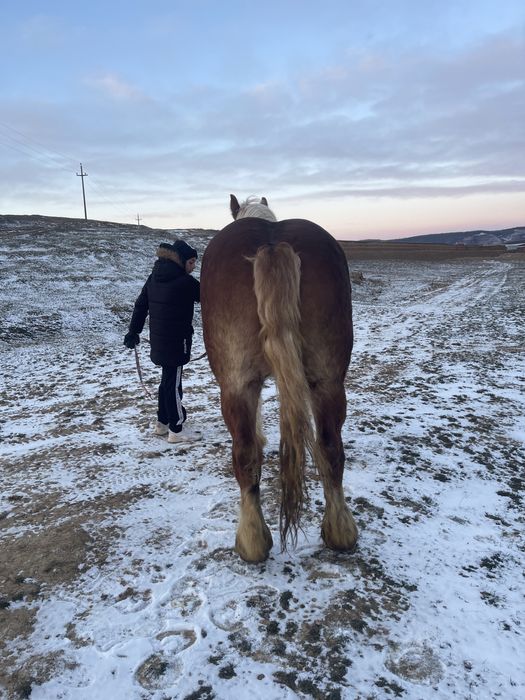 Vănd manză de 3 ani pe 4 gestantă