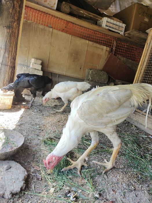 Дакан бойцовый туляк сатылады