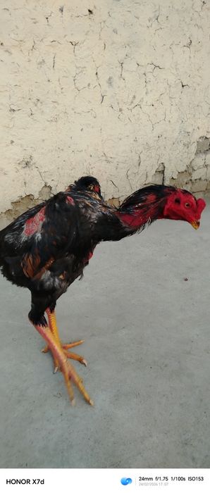 Тозза конли жужа