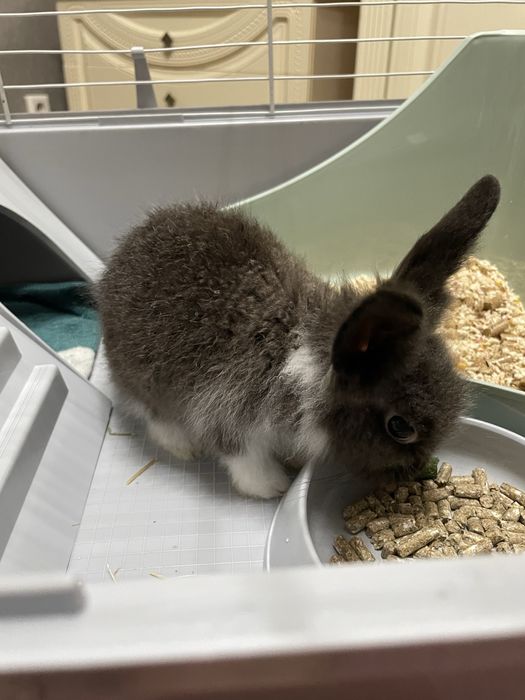 Продам декоротивного кролика