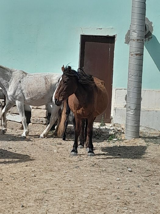 Буаз бие сатылады