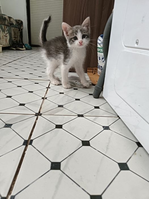 Отдам в хорошие руки