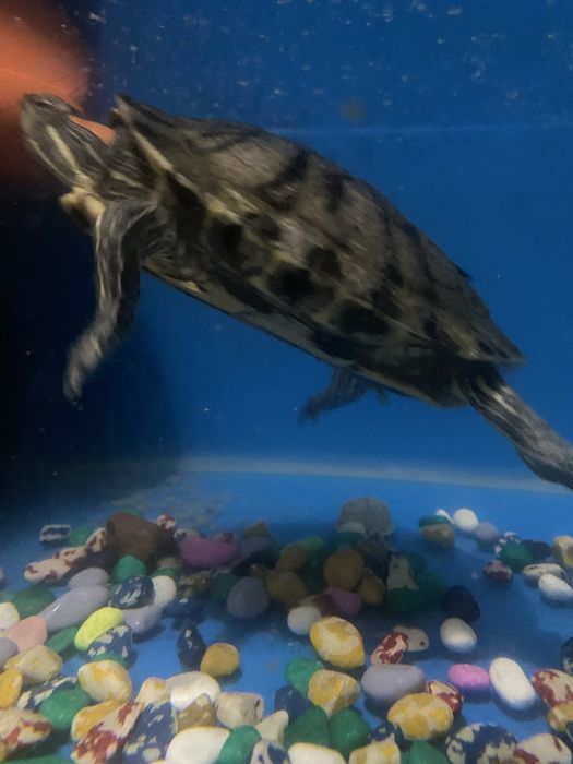 Черепаха морская даром