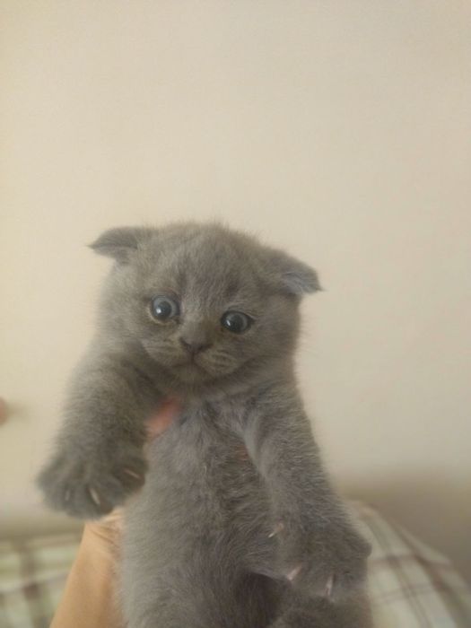 Пушистые комочки счастья скоттиш фолды