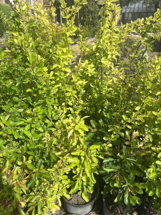 Японска дюля