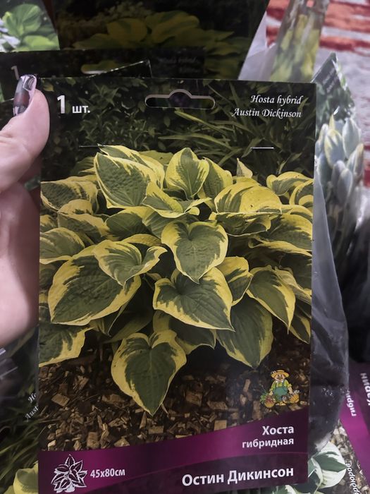 Продам хосты (корни)