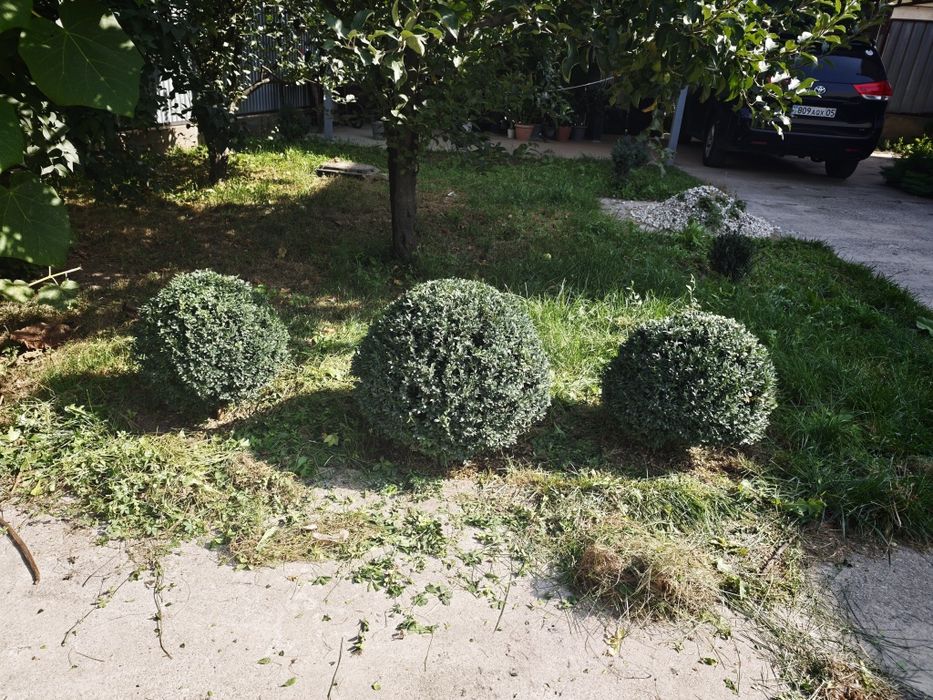 Продам Самшит местный