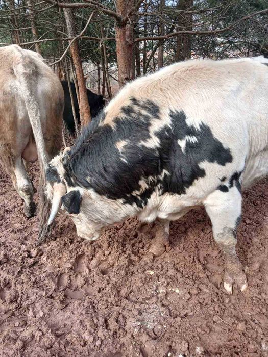 Продавам добре гледани БИО телета