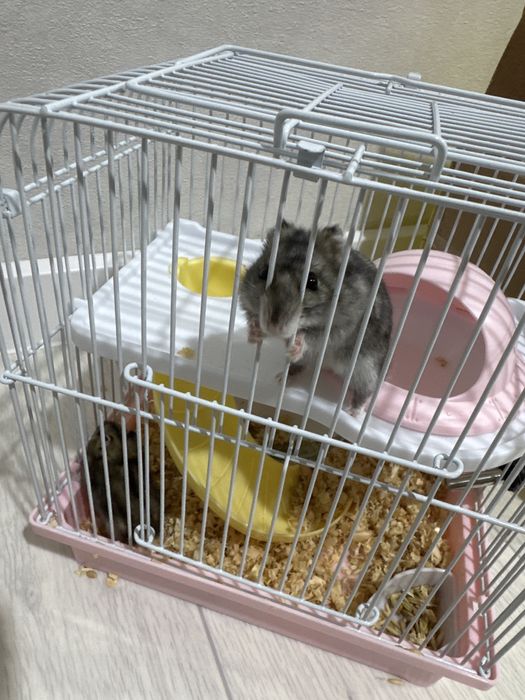 Хомяки джунгарские