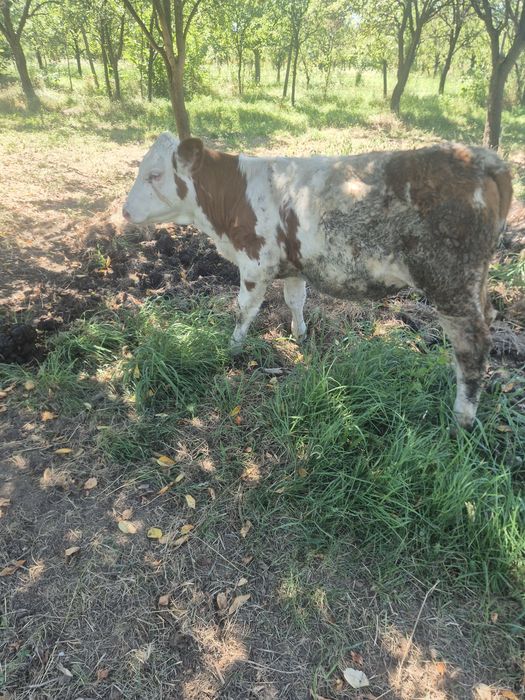 De vânzare doua  vitele de 3 luni jumate