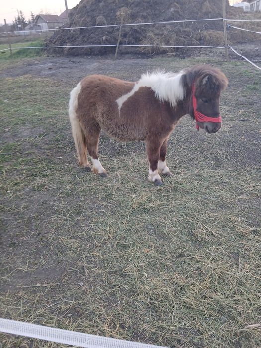 De vânzare poneita de 11 luni foarte cuminte fără gram de defect