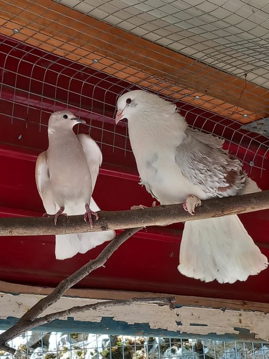 Продават се къдрави гълъби ,гр.Враца