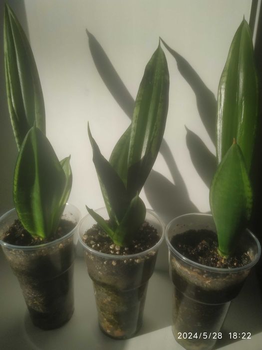 Сансевиерии,обмен