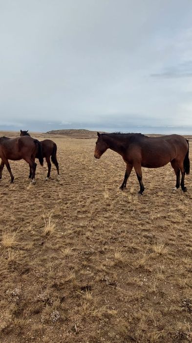 Продам лошадь с жеребчиком