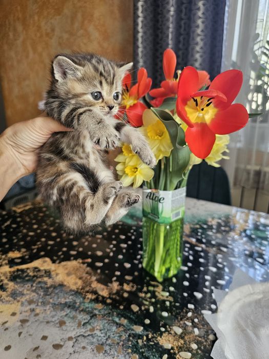 Шотландцы чистокровные