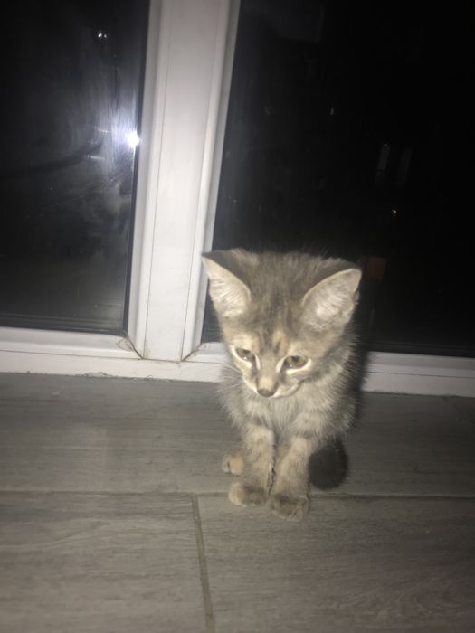 1,5 марғау үй мысығы үйретілген