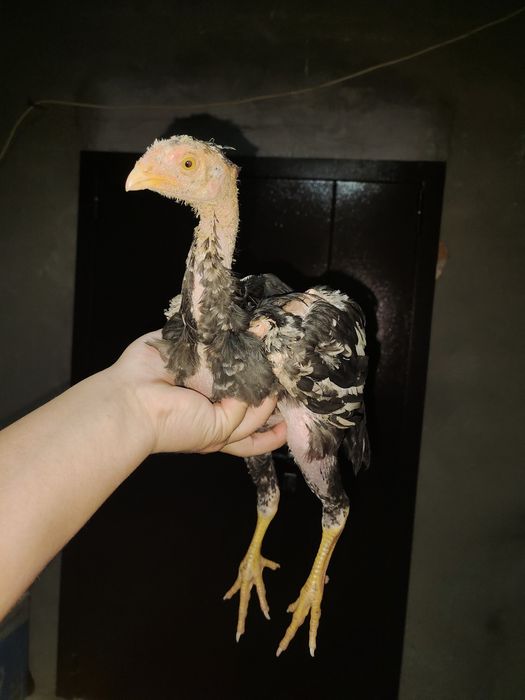 2.5 айлык дакан бойцовый шоже кораз сатылады