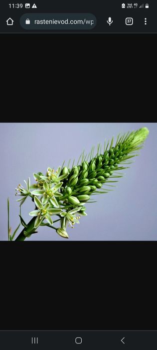 Комнатные растения