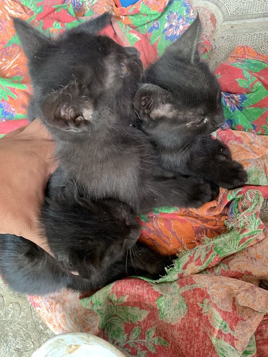 Mushuk bolalari soglom kasaligi yoq