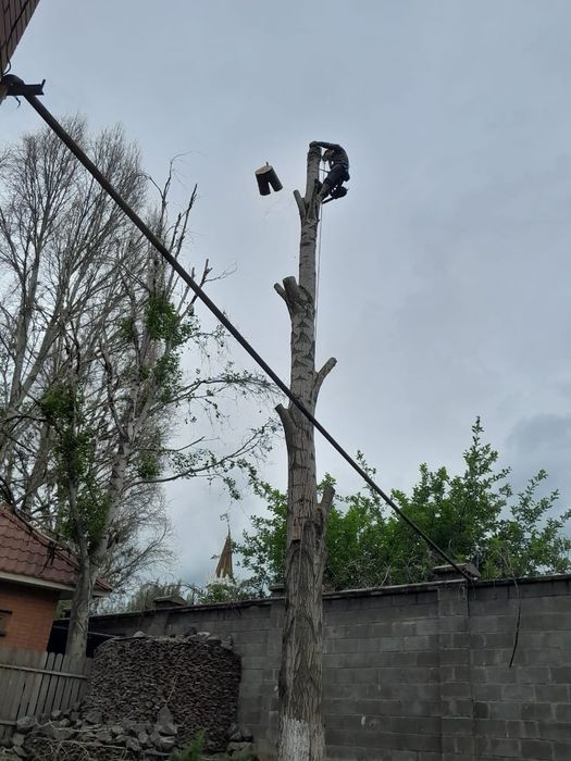 Спил деревьев и обрезка плодовых деревьев