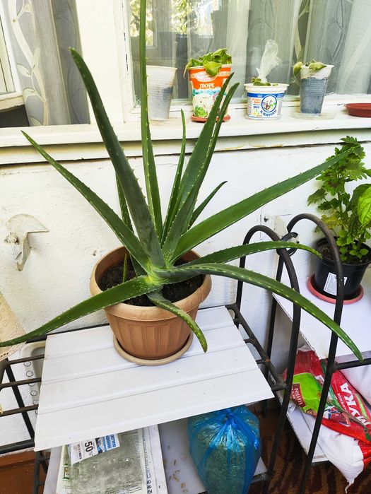 Продам цвет Алое