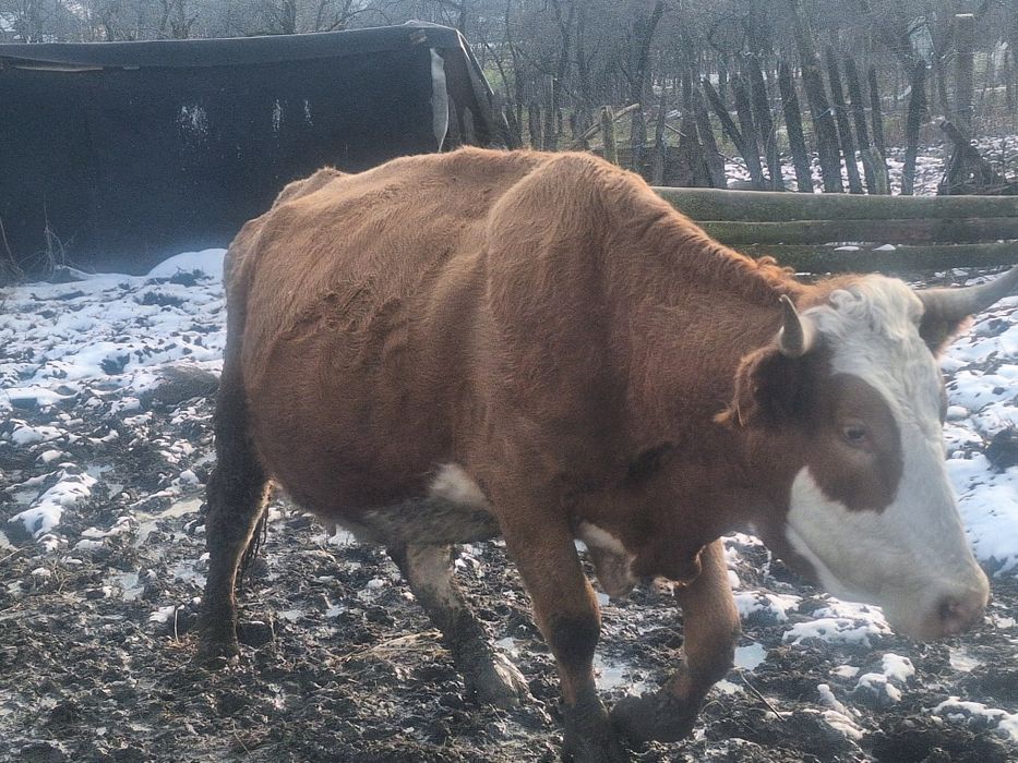 Vaca baltata romaneasca