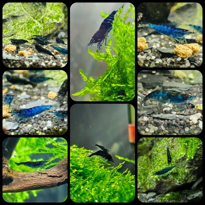 Neocaridina Blue Diamond Rili & Bloody Mary, Conuri Arin, Hrana