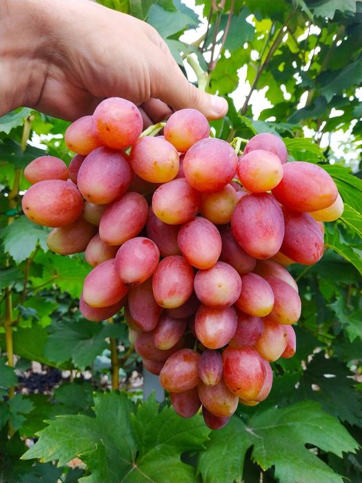 Butași Viță De Vie Anul 3 De Vegetație