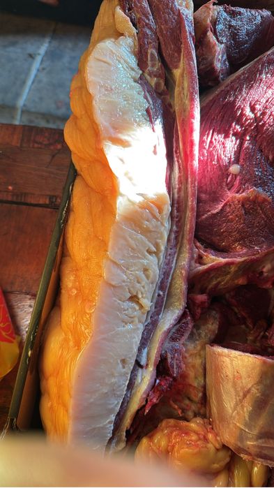 Продам мясо конины