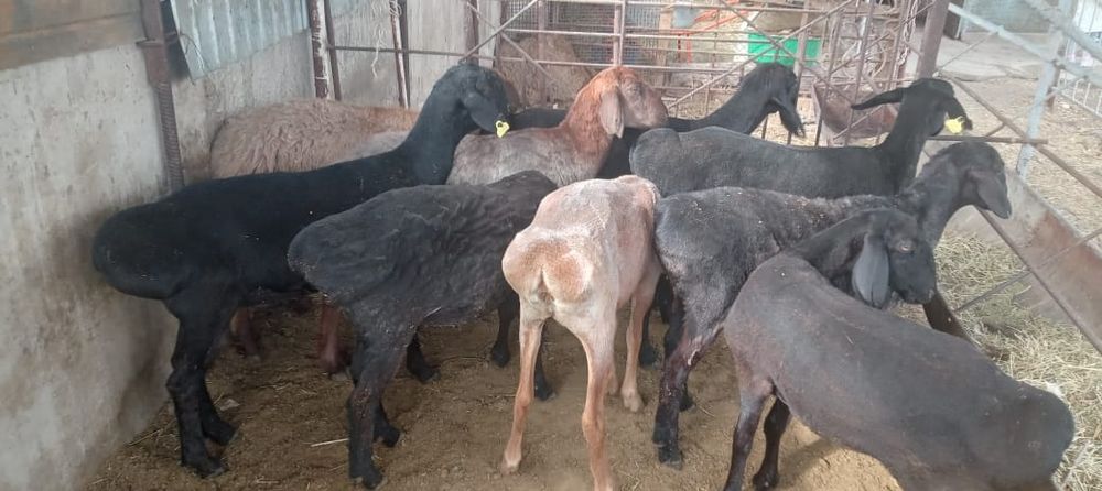 Қой сатылыды семіз