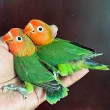pui de agapornis