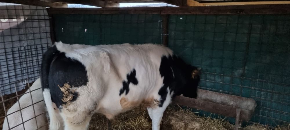 Vând tăuraș  frumos