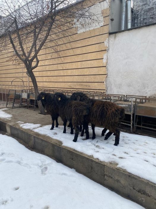 Тоқты қошқарлар сатылымда