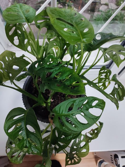 Монстера Манки (вьюн)