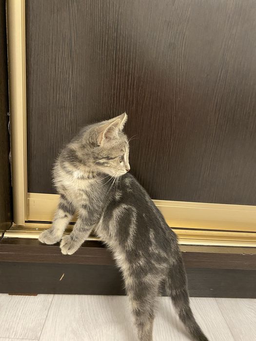продается котенок