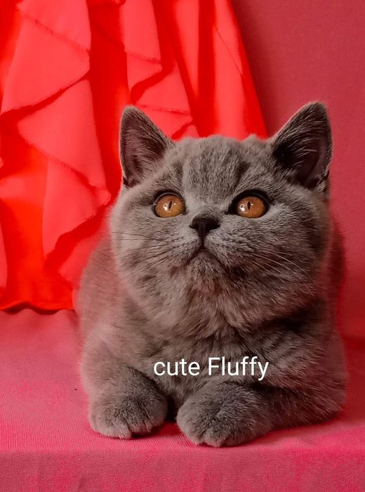 Питомник Cute flyffy