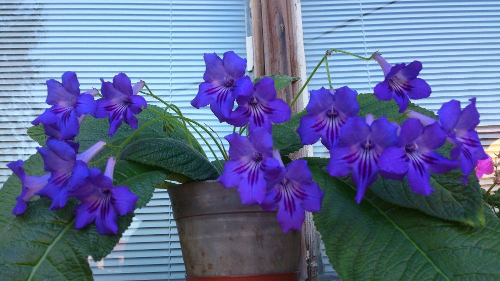 Стрептокарпус,цъфтящ в лилаво     .