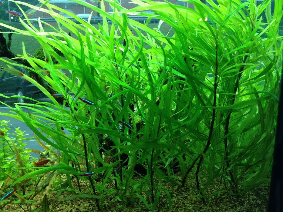 Растения живые..