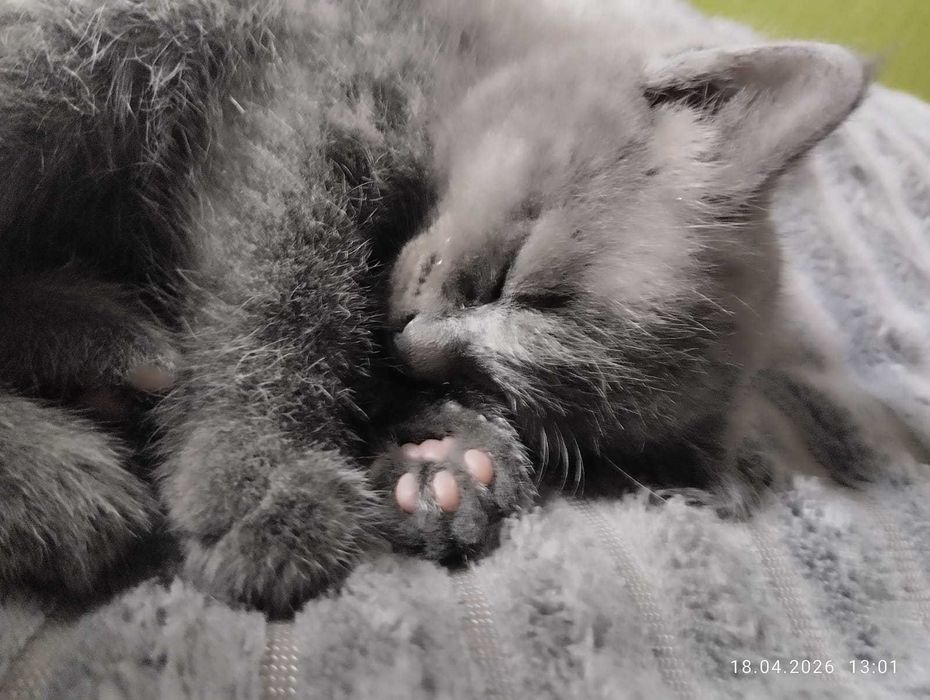 Котята.                   .