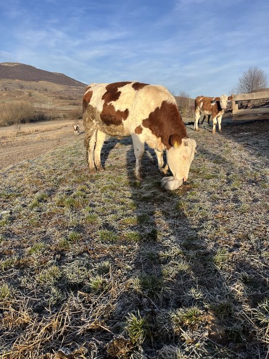 Vand 3 junici gestante