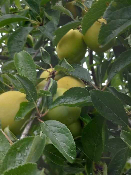 Vand prune galbene