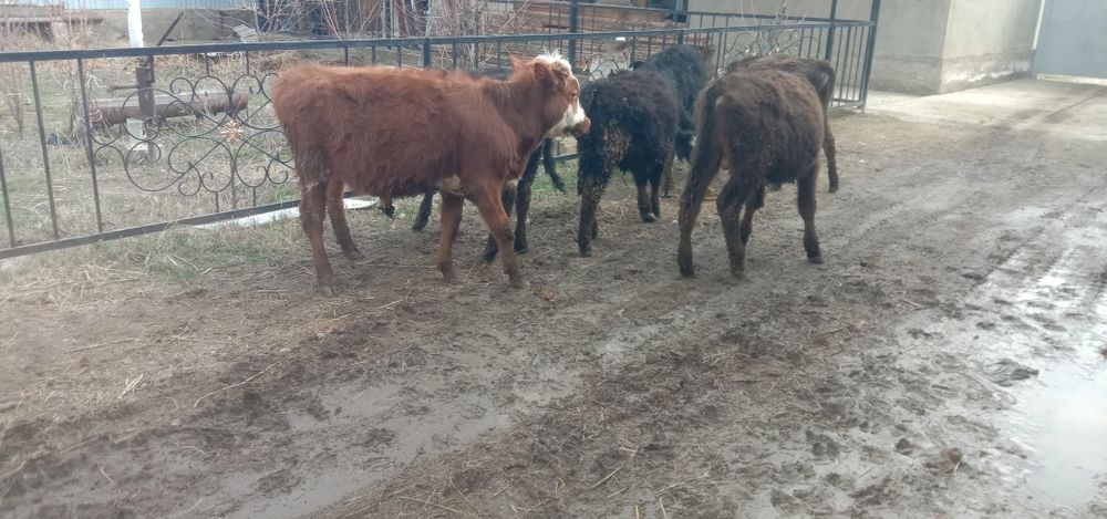 Бука сатылады багасы 320000тг