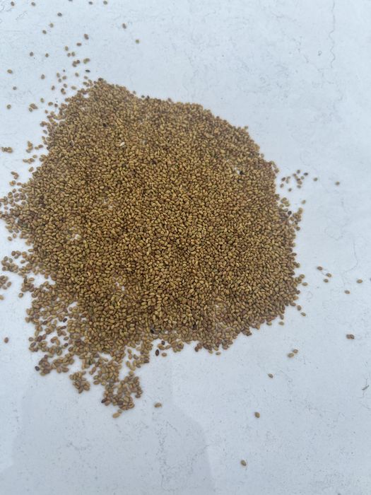 Жонышка ұрық бар