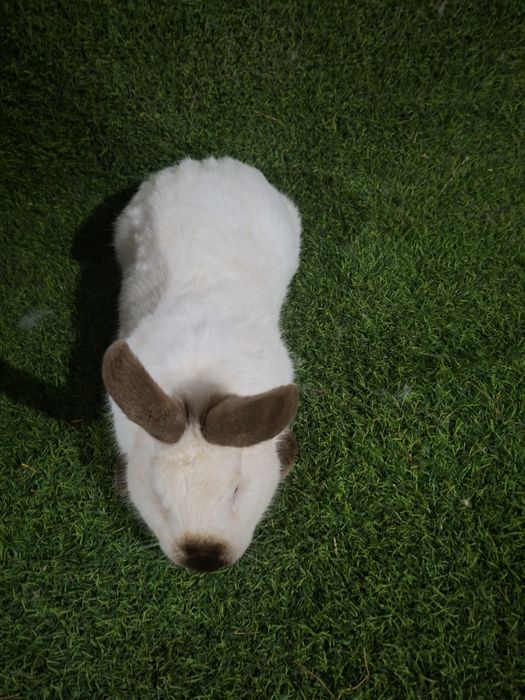 Kaliforniya ishlashga tayyor