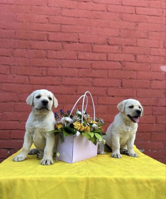 Лабрадоры ретриверы щенки