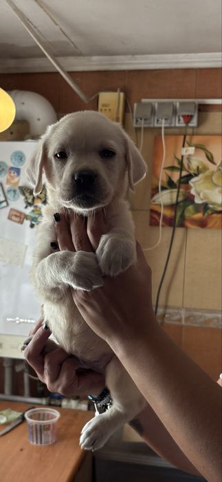 Femela labrador