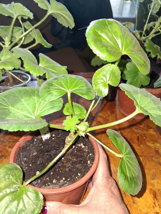 Продавам сортови пеларгонии