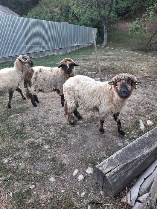 Vând berbec breaz de 1 an si 7 luni, un mior breaz de 6 luni, un berbec bucălău de 1 an și 3 luni și oi bucălăi.